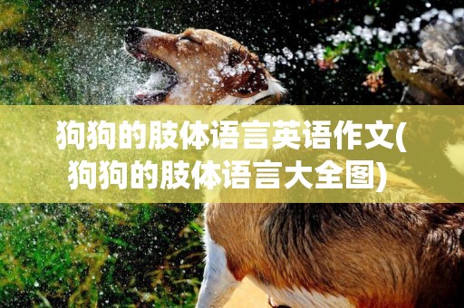 狗狗的肢體語言英語作文(狗狗的肢體語言大全圖) 
