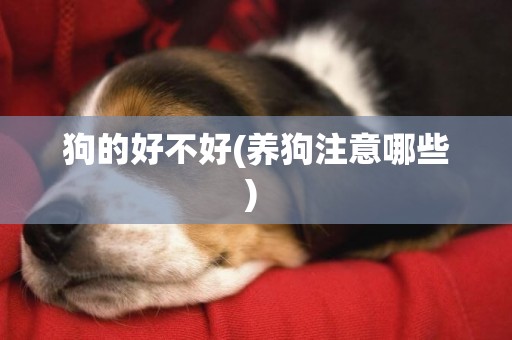 狗的好不好(養狗注意哪些) 