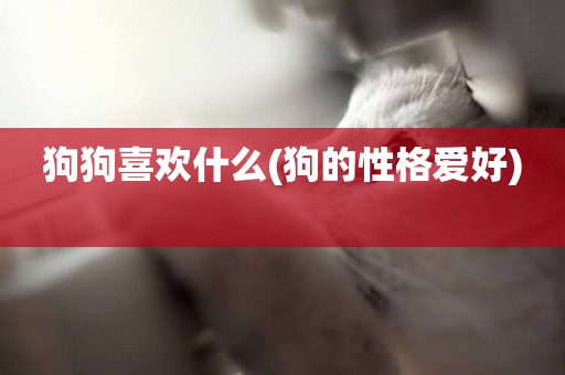 狗狗喜歡什么(狗的性格愛好) 