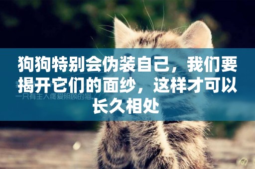 狗狗特別會偽裝自己，我們要揭開它們的面紗，這樣才可以長久相處 