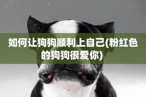 如何讓狗狗順利上自己(粉紅色的狗狗很愛你) 