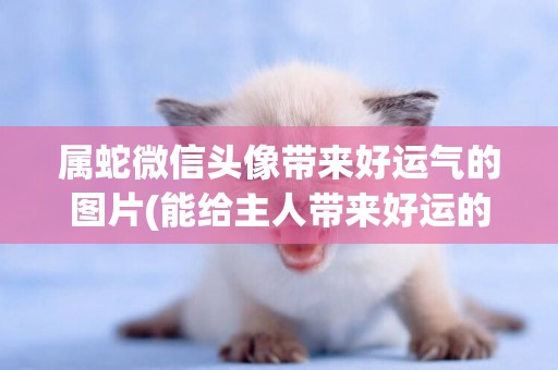 屬蛇微信頭像帶來好運氣的圖片(能給主人帶來好運的貓咪名字) 