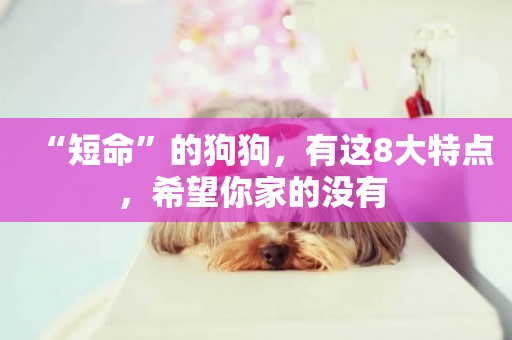 “短命”的狗狗，有這8大特點，希望你家的沒有 