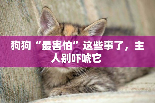 狗狗“最害怕”這些事了，主人別嚇唬它 