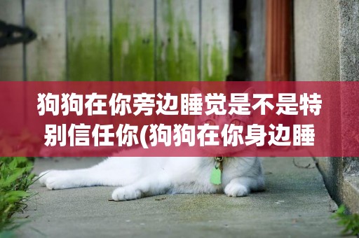 狗狗在你旁邊睡覺是不是特別信任你(狗狗在你身邊睡覺的五個原因) 