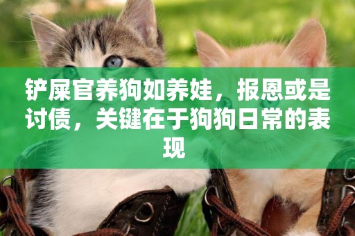 鏟屎官養狗如養娃，報恩或是討債，關鍵在于狗狗日常的表現 