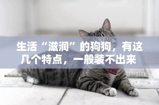 生活“滋潤”的狗狗，有這幾個特點，一般裝不出來 
