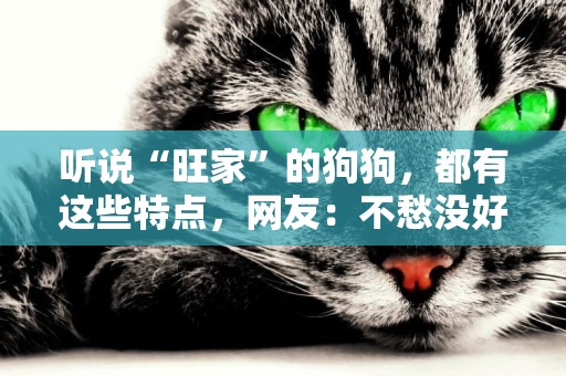 聽說“旺家”的狗狗，都有這些特點，網友：不愁沒好運了 