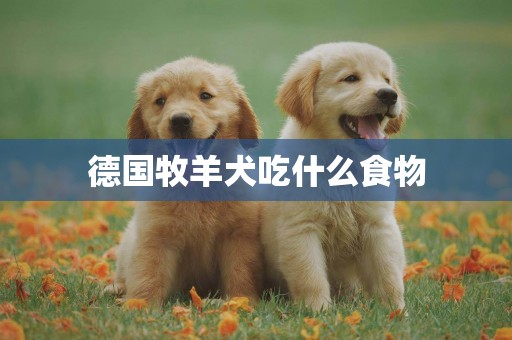 德國牧羊犬吃什么食物