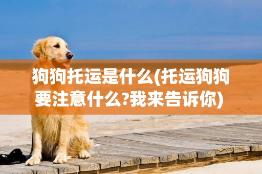 狗狗托運是什么(托運狗狗要注意什么?我來告訴你) 