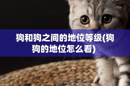 狗和狗之間的地位等級(狗狗的地位怎么看) 