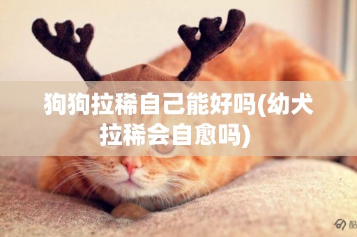 狗狗拉稀自己能好嗎(幼犬拉稀會自愈嗎) 
