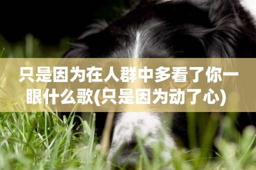只是因為在人群中多看了你一眼什么歌(只是因為動了心) 
