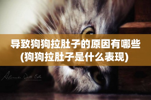 導致狗狗拉肚子的原因有哪些(狗狗拉肚子是什么表現) 