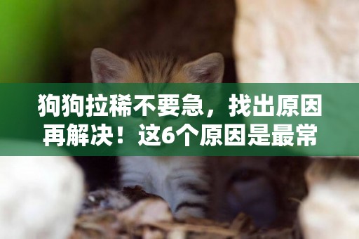 狗狗拉稀不要急，找出原因再解決！這6個原因是最常見！ 