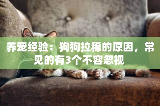 養寵經驗：狗狗拉稀的原因，常見的有3個不容忽視 