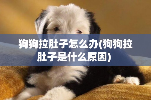 狗狗拉肚子怎么辦(狗狗拉肚子是什么原因) 