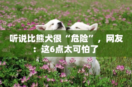 聽說比熊犬很“危險”，網友：這6點太可怕了 