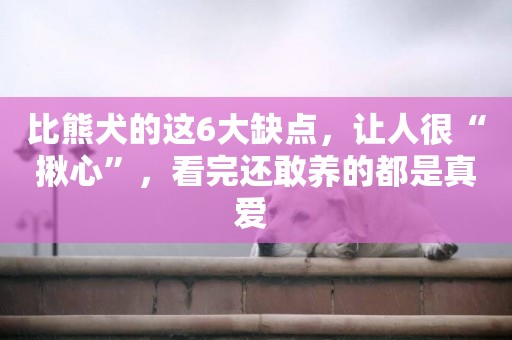 比熊犬的這6大缺點，讓人很“揪心”，看完還敢養的都是真愛 