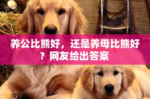 養公比熊好，還是養母比熊好？網友給出答案 