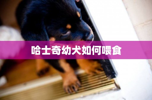 哈士奇幼犬如何喂食