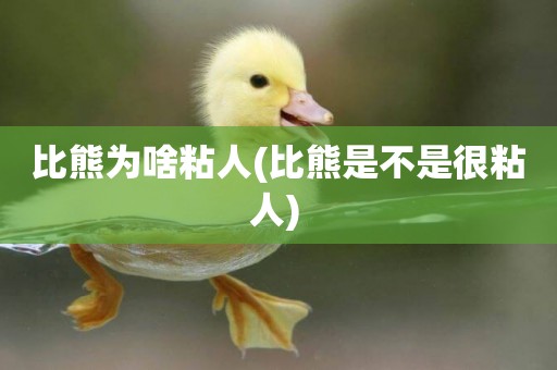 比熊為啥粘人(比熊是不是很粘人) 