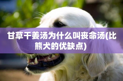 甘草干姜湯為什么叫喪命湯(比熊犬的優缺點) 