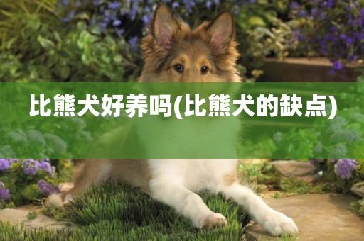 比熊犬好養嗎(比熊犬的缺點) 
