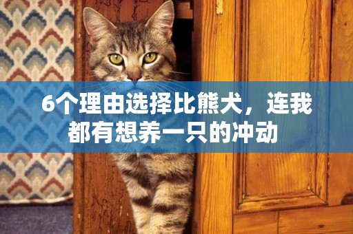 6個理由選擇比熊犬，連我都有想養一只的沖動 