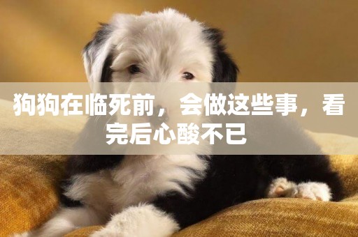 狗狗在臨死前，會做這些事，看完后心酸不已 