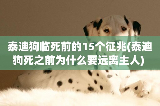 泰迪狗臨死前的15個征兆(泰迪狗死之前為什么要遠離主人) 