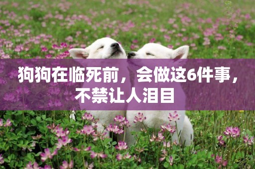 狗狗在臨死前，會做這6件事，不禁讓人淚目 