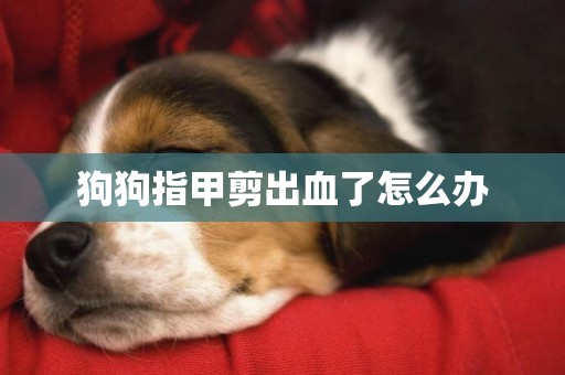 狗狗指甲剪出血了怎么辦