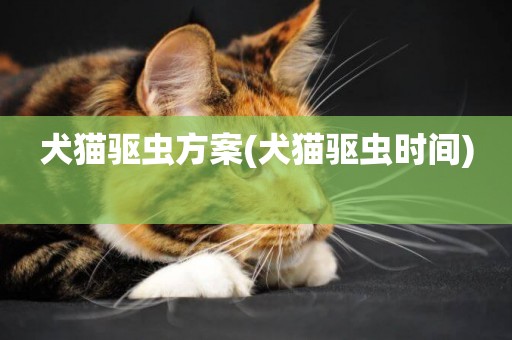 犬貓驅蟲方案(犬貓驅蟲時間) 
