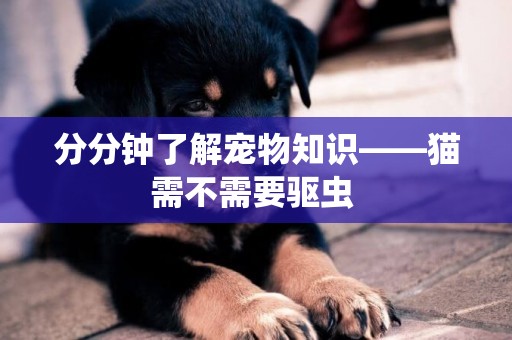 分分鐘了解寵物知識——貓需不需要驅蟲 
