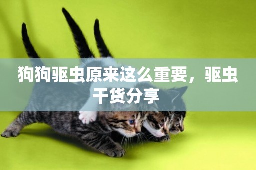 狗狗驅蟲原來這么重要，驅蟲干貨分享 