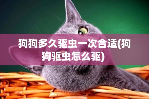 狗狗多久驅蟲一次合適(狗狗驅蟲怎么驅) 