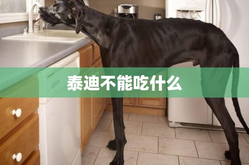 泰迪不能吃什么
