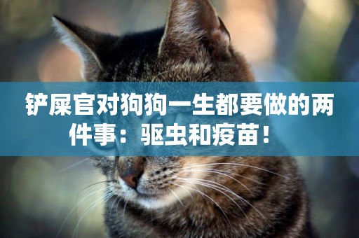 鏟屎官對狗狗一生都要做的兩件事：驅蟲和疫苗！ 