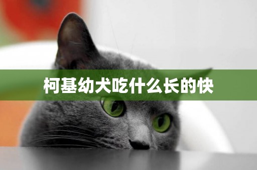 柯基幼犬吃什么長的快