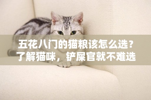 五花八門的貓糧該怎么選？了解貓咪，鏟屎官就不難選擇 