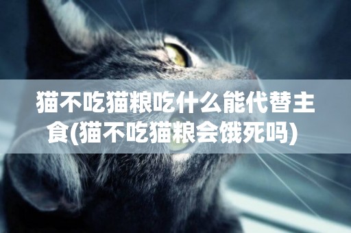 貓不吃貓糧吃什么能代替主食(貓不吃貓糧會餓死嗎) 