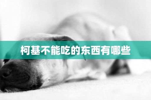 柯基不能吃的東西有哪些