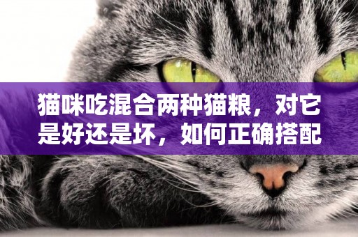 貓咪吃混合兩種貓糧，對它是好還是壞，如何正確搭配貓糧 