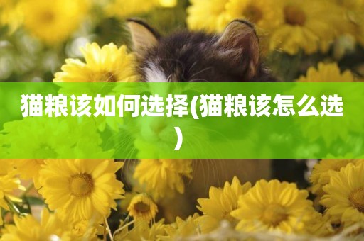 貓糧該如何選擇(貓糧該怎么選) 