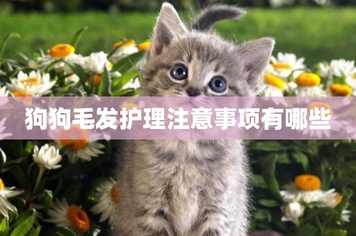 狗狗毛發護理注意事項有哪些