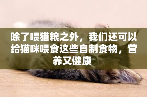 除了喂貓糧之外，我們還可以給貓咪喂食這些自制食物，營養又健康 