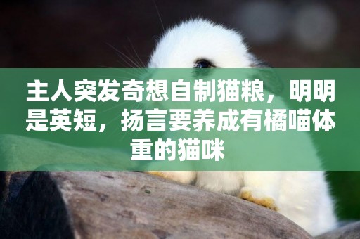 主人突發奇想自制貓糧，明明是英短，揚言要養成有橘喵體重的貓咪 