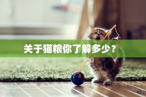 關于貓糧你了解多少？ 
