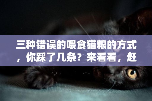 三種錯誤的喂食貓糧的方式，你踩了幾條？來看看，趕緊糾正還不晚 